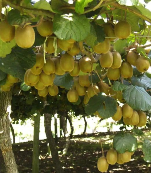 Actinidia deliciosa 'Golden Kiwi'